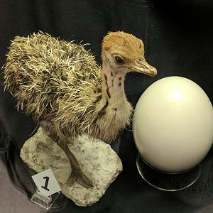 Juvenile ostrich (right) and ostrich egg (left).