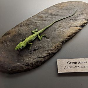 Green anole (Anolis carolinensis)