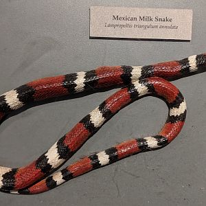 Mexican milk snake (Lampropeltis annulata)