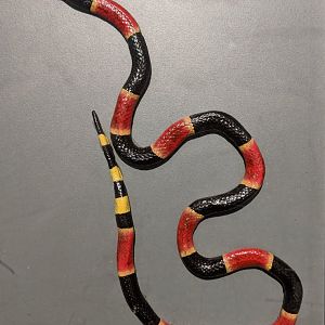 Eastern coral snake (Micrurus fulvius)