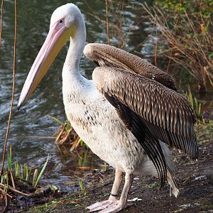 Juvenile Great white-pelican (Pelecanus onocrotalus), 2019-12-28