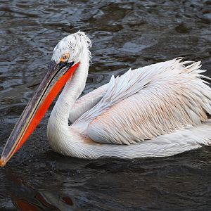 Dalmatian pelican (Pelecanus crispus), 2019-12-28