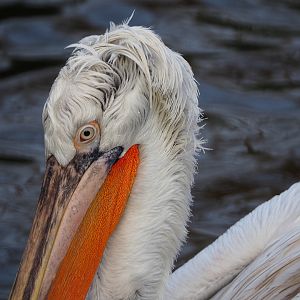 Dalmatian pelican (Pelecanus crispus), 2019-12-28