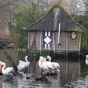 Dalmatian pelican flock and Pelican stilt house, 2019-12-28