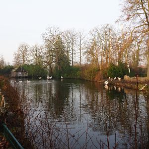 Dalmatian and Great white pelican pond, 2019-12-28