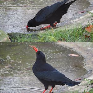 Red-billed chough drinking (Pyrrhocorax pyrrhocorax), 2019-12-28