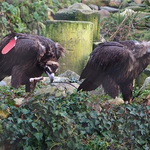 Cinereous vultures (Aegypius monachus), 2019-12-28