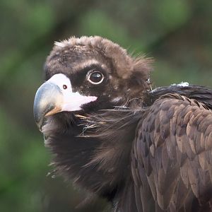 Cinereous vulture (Aegypius monachus), 2019-12-28