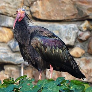 Waldrapp (Geronticus eremita), 2019-12-28