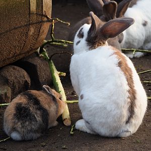 Domestic rabbits, small and large (Oryctolagus cuniculus), 2019-12-28