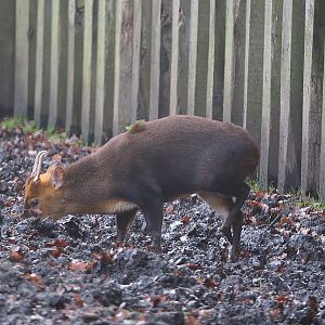 Reeves's muntjac (Muntiacus reevesi), 2019-12-28