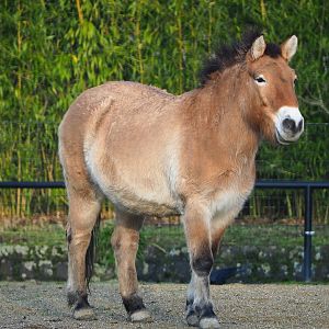 Przewalski's horse (Equus ferus przewalskii), 2019-12-28