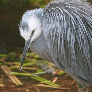White-faced heron (Egretta novaehollandiae), 2019-12-28