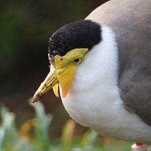 Masked plover (Vanellus miles miles), 2019-12-28