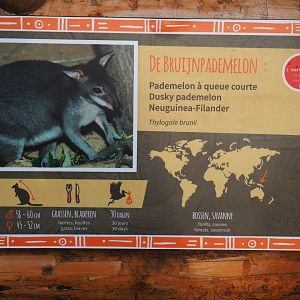 Sign Dusky pademelon, 2019-12-28