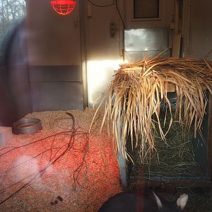 Indoor housing Dusky pademelon (formerly wombat), 2019-12-28