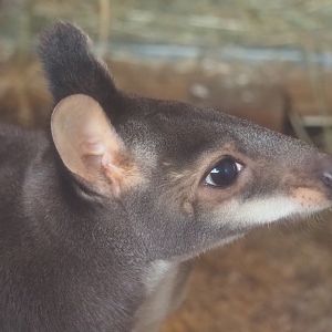 Dusky pademelon (Thylogale brunii), 2019-12-28