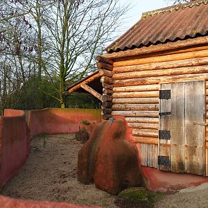 Dusky pademelon exhibit (formerly wombat), 2019-12-28