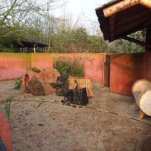 Dusky pademelon exhibit (formerly wombat), 2019-12-28