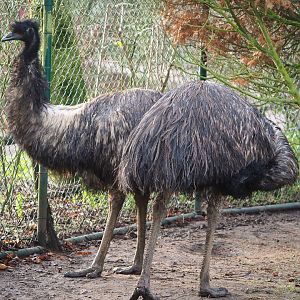 Emus (Dromaius novaehollandiae), 2019-12-28