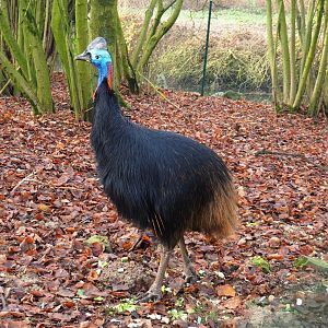 Subadult Double-wattled cassowary (Casuarius casuarius), 2019-12-28