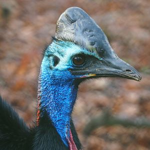 Subadult Double-wattled cassowary (Casuarius casuarius), 2019-12-28