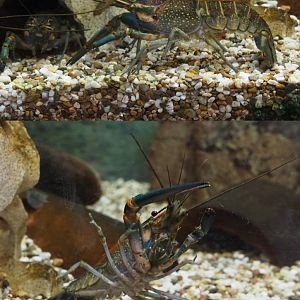 Australian red-clawed crayfish (Cherax quadricarinatus), 2019-12-28