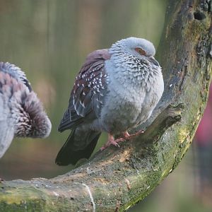 Speckled pigeon (Columba guinea), 2019-12-28