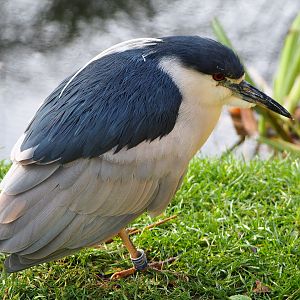 Black-crowned night heron (Nycticorax nycticorax nycticorax), 2019-12-28