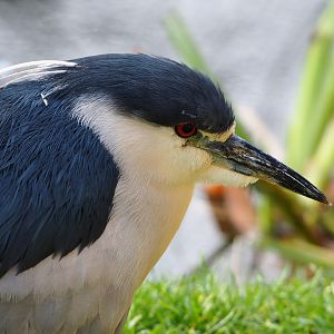 Black-crowned night heron (Nycticorax nycticorax nycticorax), 2019-12-28