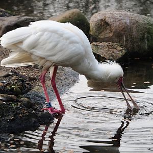 Foraging African spoonbill (Platalea alba), 2019-12-28