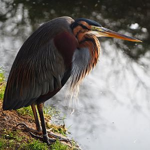 Purple heron (Ardea purpurea), 2019-12-28