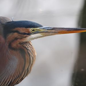 Purple heron (Ardea purpurea), 2019-12-28