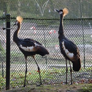 Juvenile Western black crowned cranes (Balearica pavonina pavonina), 2019-12-28