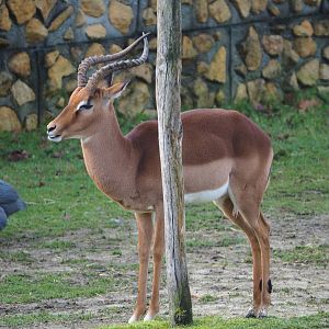 Common impala buck (Aepyceros melampus melampus), 2019-12-28