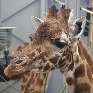 Kordofan giraffe (Giraffa camelopardalis antiquorum), 2019-12-28