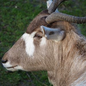 Addax (Addax nasomaculatus), 2019-12-28