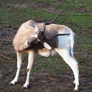 Addax scratching itself with horns (Addax nasomaculatus), 2019-12-28