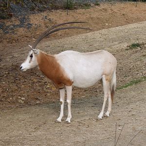 Scimitar-horned oryx