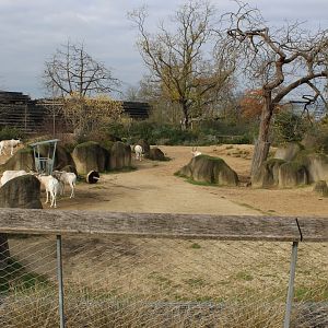 Addax enclosure