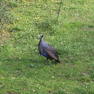Vulturine guineafowl