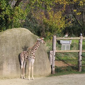 Kordofan giraffe calf and Feral pigeons