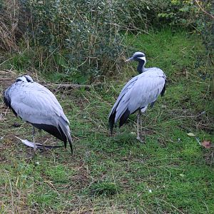 Demoiselle cranes