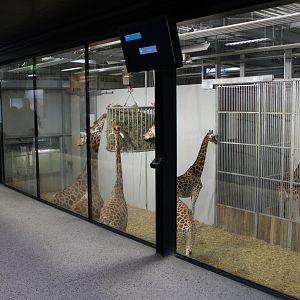 Inside Giraffe-house
