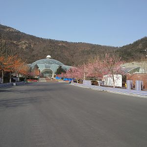 Avenue Leading To Tropical House