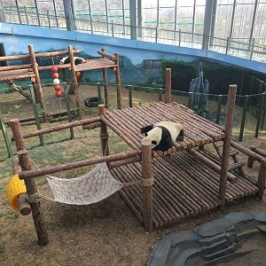 Giant Panda Indoors