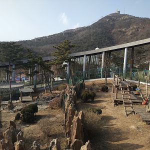 Giant Panda Outdoors