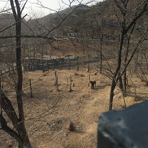 Spotted Hyaena Exhibit One