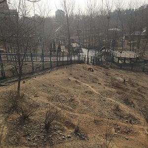 Spotted Hyaena Exhibit Two