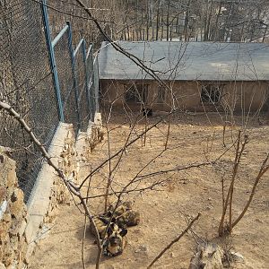 African Wild Dog Exhibit